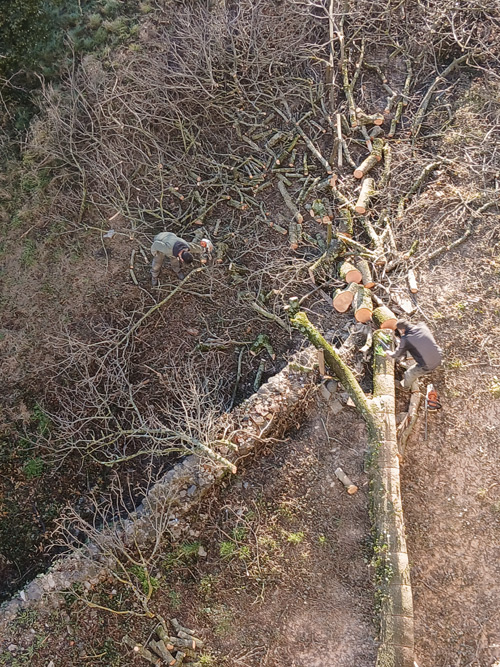 coupe d'arbres